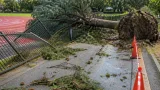 台風15号で県内各地に倒木・交通混乱 宇都宮の公園で30m級が根こそぎ倒れる