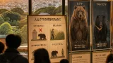 宇都宮で増える「アーバンベア」展示 共存の境界線を考える