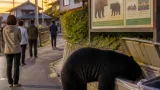 宇都宮で増える「アーバンベア」 動物園の展示で共存策を考える