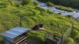 八雲町でクマが牧場のヤギを捕食 付近で箱わな設置し警戒強化