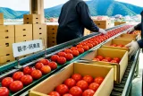 高地育ちの「山口あぶトマト」本格出荷、今季目標は1050トン