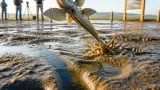 山口湾の干潟でトビハゼ繁殖 跳ねる求愛行動が確認される
