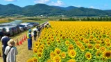 山元町で300万本のヒマワリが見頃に