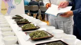 四日市で関西茶品評会 茶生産者の品質向上に焦点