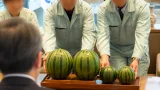 横手産オリジナルスイカ、知事に出荷ピークをアピール