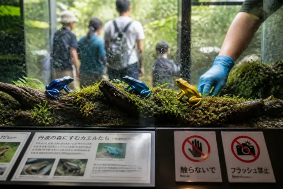 希少な青と金色のニホンアマガエル、丹波で一般公開