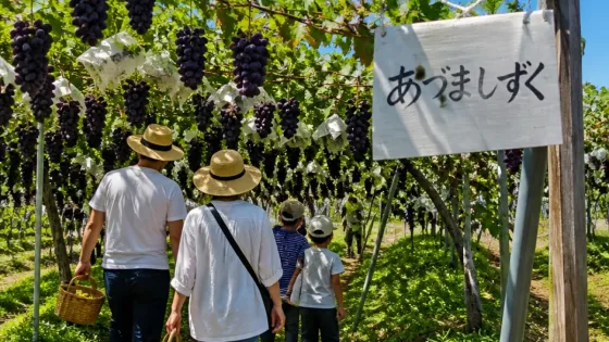 郡山・橋本農園でブドウ狩り開始 県オリジナル品種「あづましずく」を提供