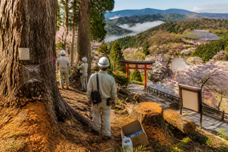 吉野山のサクラ、外来害虫の侵入で保全対策を急ぐ