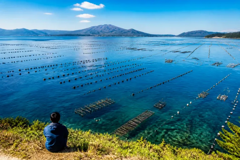 青森・陸奥湾の養殖ホタテ保有枚数、過去最少を記録