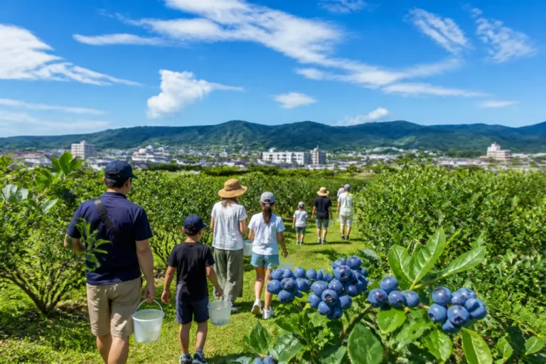 観光農園でブルーベリー狩り開始 あわら市、夏の味覚を楽しめる新商品