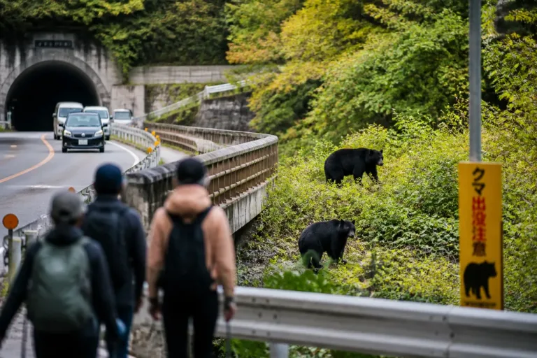 秩父・大滝でクマ2頭を目撃 県が注意喚起、行動時の具体的対策を提示