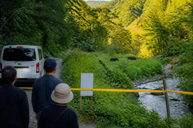 秩父・大滝でクマ2頭を目撃 住民に警戒呼び掛け