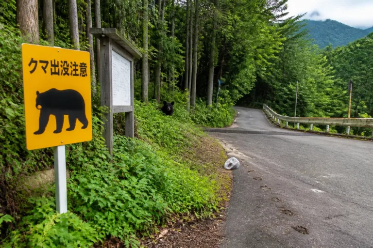 秩父・三峰付近で幼獣のクマ目撃 登山者・住民に警戒呼びかけ