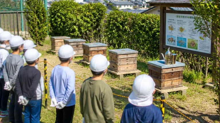 養蜂を教材に多様な学びを 藤岡市が民間と連携