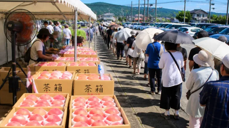 福島の桃「あかつき」本格出荷 国見の道の駅に長蛇の列、規格外“茶箱”が人気