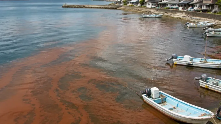 福山・内浦湾で有害プランクトン確認 県東部に2回目の赤潮注意報