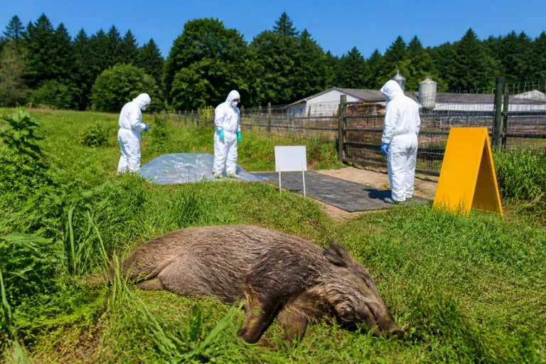 五戸で野生イノシシから豚熱感染を確認、県内１５例目に