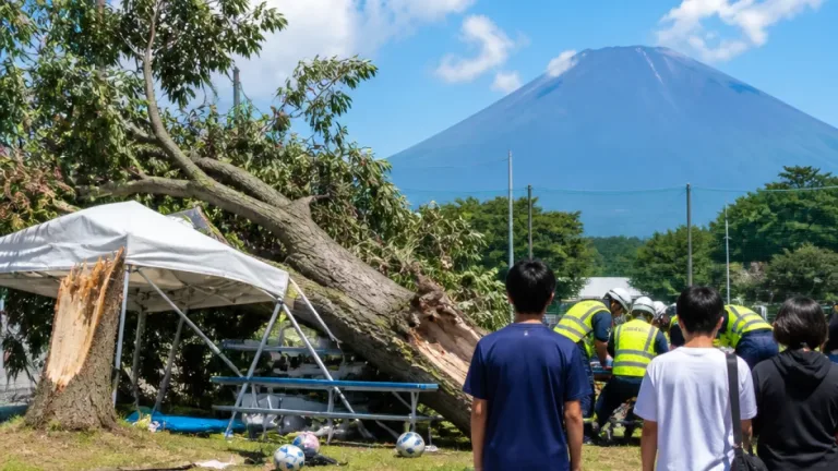 御殿場の大会会場で倒木、児童含む7人負傷