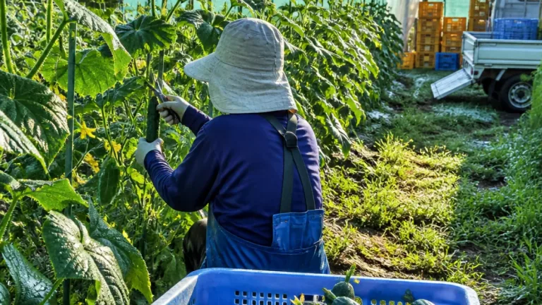八戸の伝統野菜「糠塚きゅうり」収穫期へ 地場の夏が動き出す