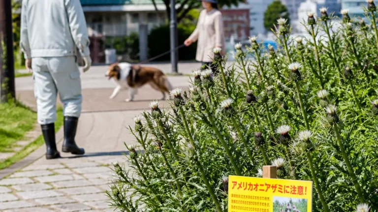 函館市街地でアメリカオニアザミ繁殖 拠点周辺で刺さる危険が拡大