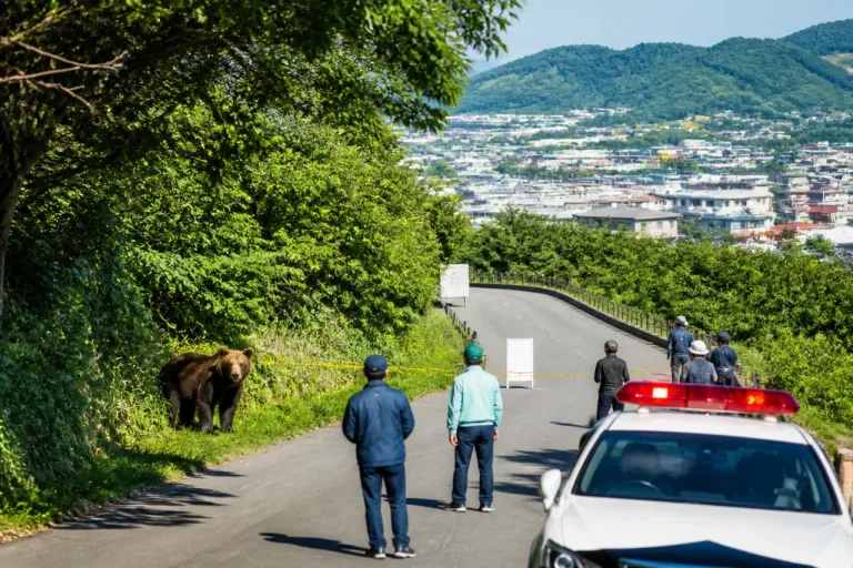 函館でクマ目撃相次ぐ 公園周辺で通報と注意呼び掛け