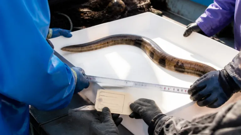 鹿児島沿岸で日本初確認 希少ウミヘビ「ホサノキウミヘビ」