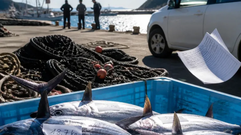漁期停止中に約274kgのクロマグロ違法漁獲、室戸の漁業組合幹部らを書類送検