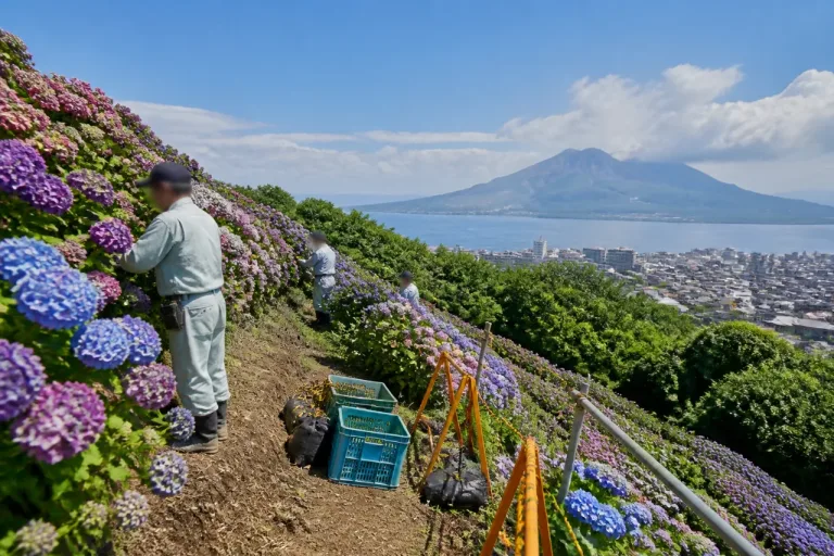 鹿児島・姶良市の斜面で進むアジサイ剪定 来季の景観維持へ