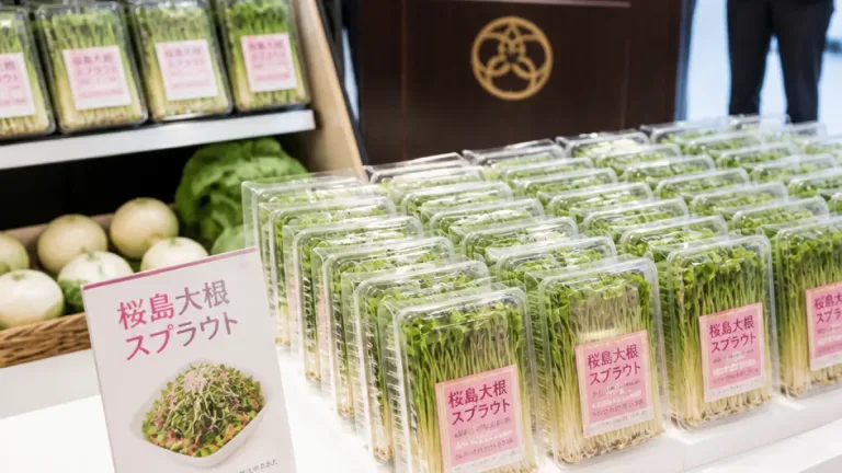 鹿児島産桜島大根を用いた新商品「スプラウト」が県内店頭に