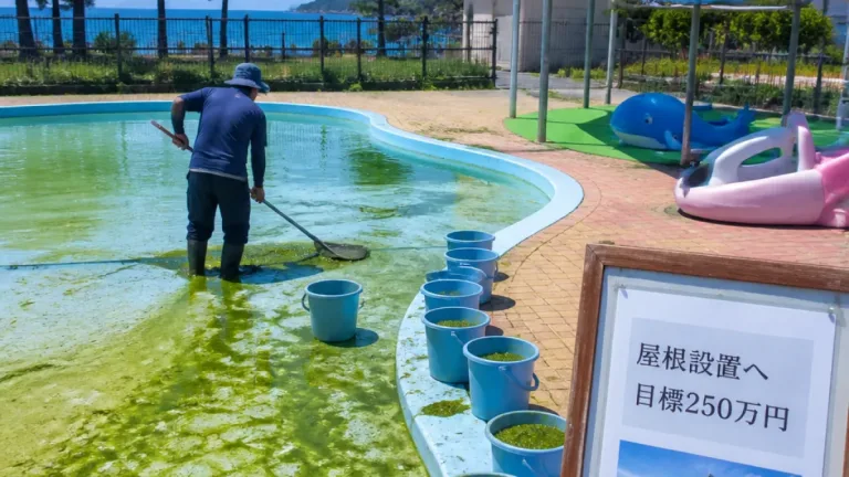 かにっこ館屋外プール、藻の繁茂で子どもの遊び場に影響