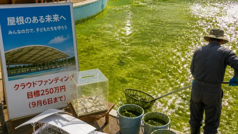 猛暑で屋外プールに藻が繁茂 かにっこ館が屋根設置で支援募る