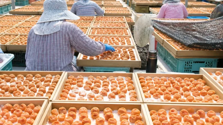 紀南で梅の天日干し、猛暑の中作業続く