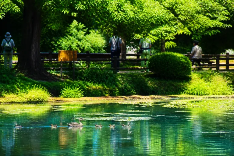 郡山・麓山公園でカルガモの親子 夏の公園利用に配慮を