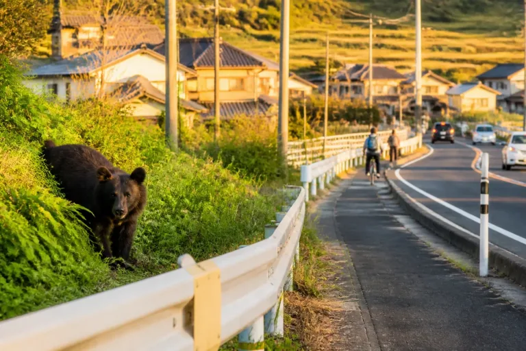 クマ目撃が相次ぐ 浜田・益田で4件確認