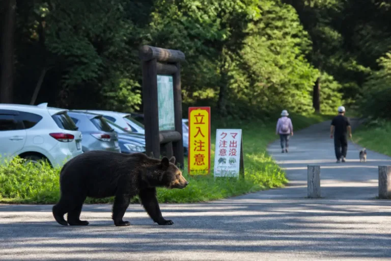 森林公園付近で相次ぐクマ目撃 利用者に注意呼びかけ