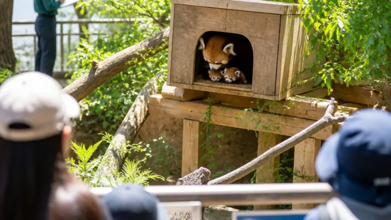 西山動物園でまた双子誕生、レッサーパンダ育児順調