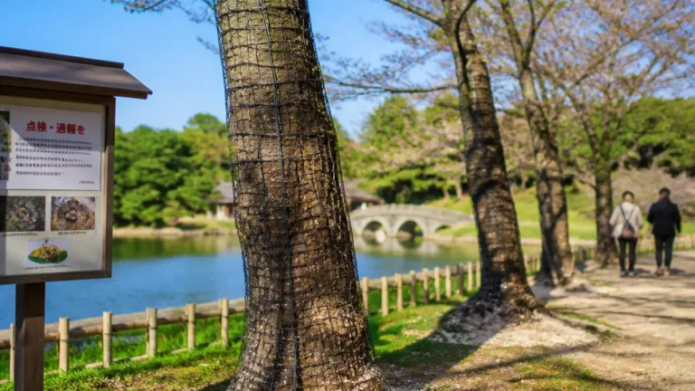 岡山後楽園でクビアカ被害確認 モモ生産への影響に注意喚起