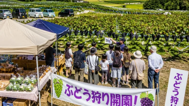 岡崎・駒立のぶどう狩り組合が開園 地元農業と夏秋観光に期待