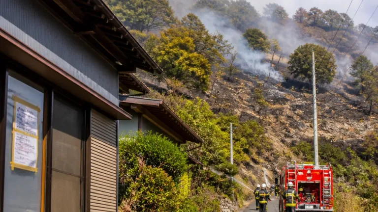 大槌の山林火災、被害は主に地表火 住民と森林復旧に影響
