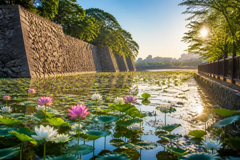 佐賀城のお堀でハス開花 本格的な夏を告げるピンクと白の花