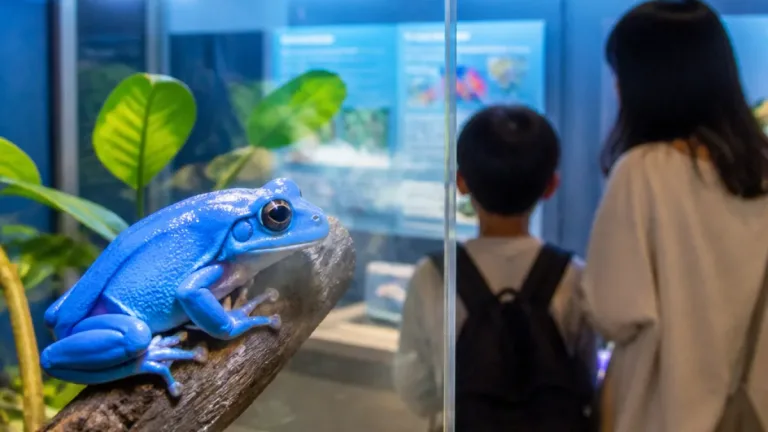 仙台の水族館に青いアマガエル 大崎の少年が発見