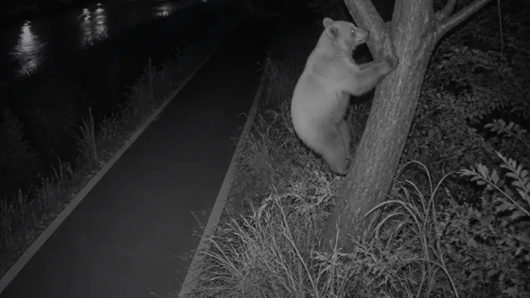 仙台・宮城野区で夜間にクマ出没、市が映像公開