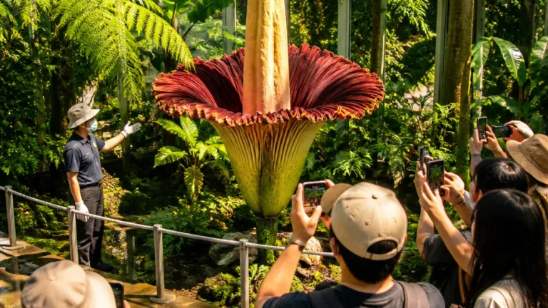宮崎・宮交ボタニックガーデンでショクダイオオコンニャクが開花
