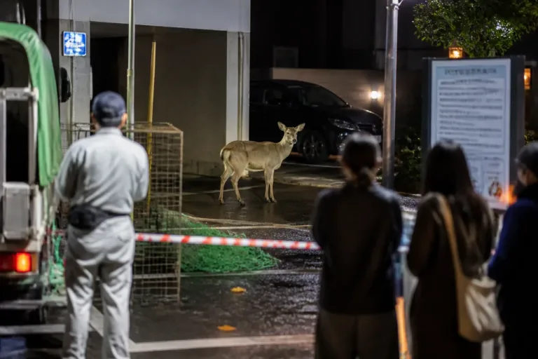 札幌・中央区でシカ出没、夜間に捕獲方針 住民に注意呼びかけ