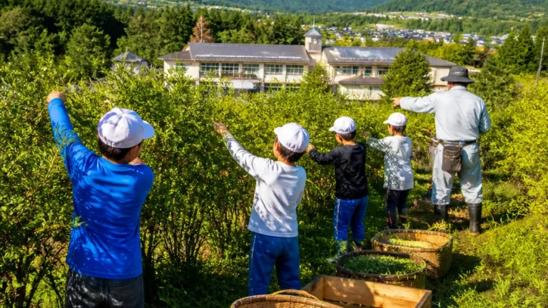 岐阜・高山市で小学生が体験 高原山椒と担い手不足の現実