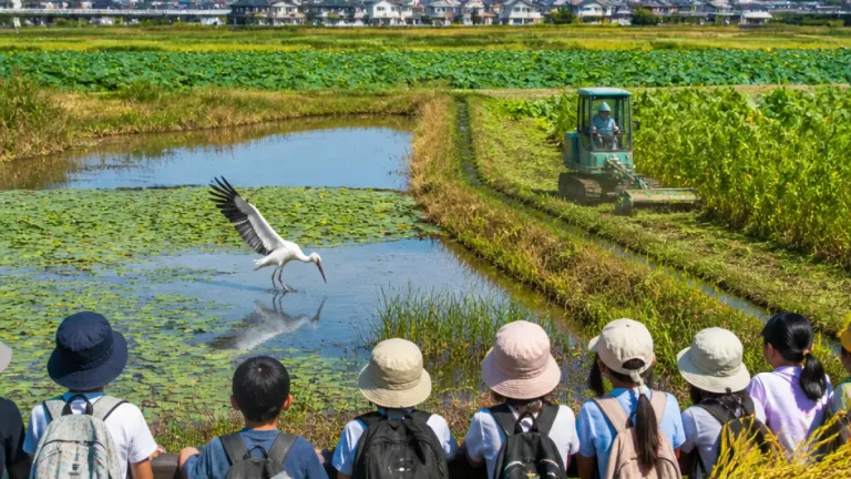 耕作放棄地を活かすコウノトリ保全と地域経済の取り組み