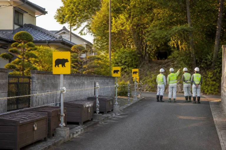 都、約20年ぶりにクマ狩猟の限定解禁を検討