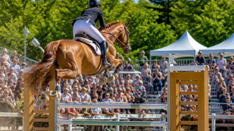 苫小牧で国内トップ級ホースショー開幕 人馬一体の競演