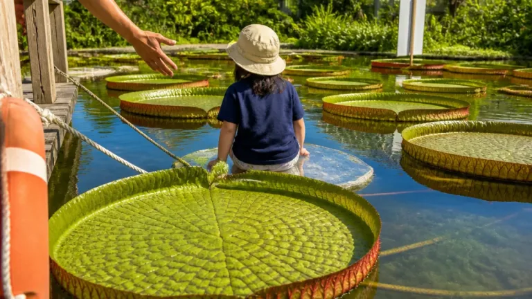 富山県中央植物園で夏の体験企画、多彩に開催