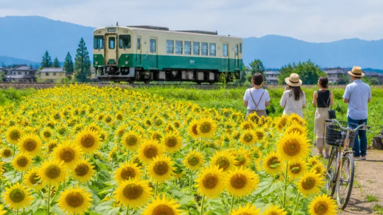 富山・舟橋でヒマワリ見頃 鉄道と彩る夏景色が撮影スポットに